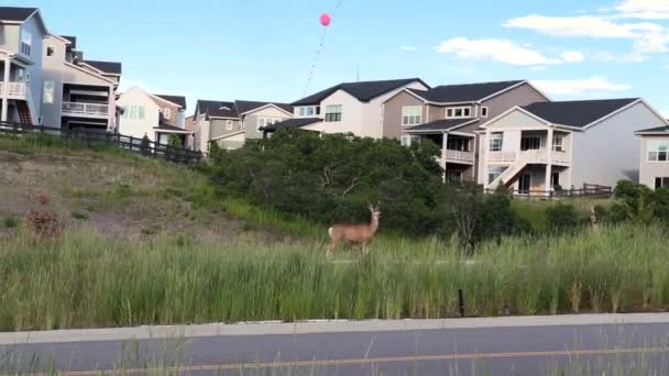 Cerf Erre Gracieusement Dans Nouveau Quartier Banlieue Dans Colorado Ajoutant — Video