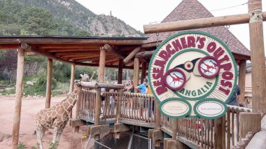 Colorado Springs, Colorado, ABD-17 Ağustos 2022-Zürafa Sergisi yaz boyunca Cheyenne Dağı Hayvanat Bahçesi 'nde.
