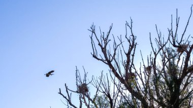 Yükselen bir ağacın tepesinde, bir Büyük Mavi Balıkçıl zarif bir şekilde yuvalanır, doğal zarafetini barışçıl bir ortamda sergiler..