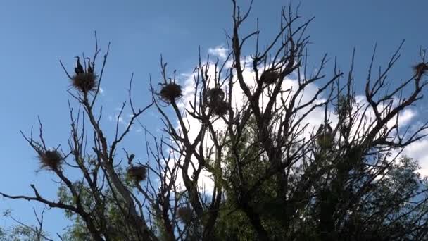 Högt Uppe Höga Träd Great Blue Heron Graciöst Bon Visar — Stockvideo