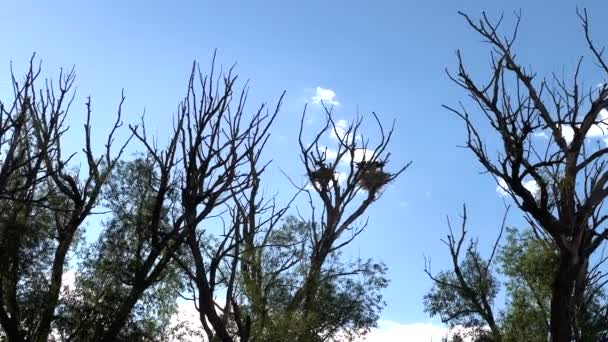 Ψηλά Στην Κορυφή Ενός Πανύψηλου Δέντρου Ένα Μεγάλο Μπλε Ήρωνα — Αρχείο Βίντεο