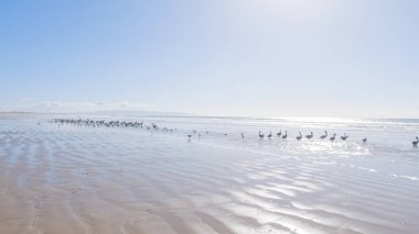 Pismo Sahili, kış günlerinde oldukça boş. Geniş kumlu sahili ve dalgaların rahatlatıcı sesleriyle huzurlu ve huzurlu bir atmosfer sunuyor..