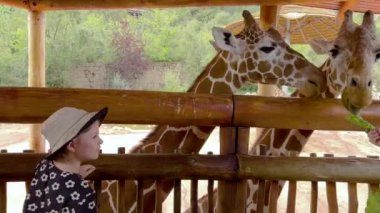 Colorado Springs, Colorado, ABD-17 Ağustos 2022-Zürafa Sergisi yaz boyunca Cheyenne Dağı Hayvanat Bahçesi 'nde.