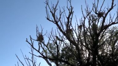 Yükselen bir ağacın tepesinde, bir Büyük Mavi Balıkçıl zarif bir şekilde yuvalanır, doğal zarafetini barışçıl bir ortamda sergiler..