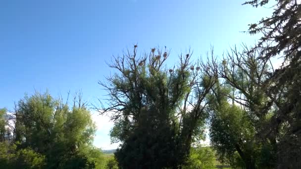 Högt Uppe Höga Träd Great Blue Heron Graciöst Bon Visar — Stockvideo