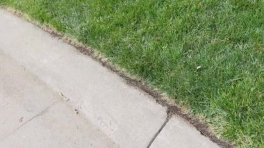 Yeşil çimlerin yakınına yaz aylarında yeni kesilmiş ve yeniden ekilmiş..