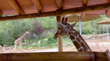 Colorado Springs, Colorado, ABD-17 Ağustos 2022-Zürafa Sergisi yaz boyunca Cheyenne Dağı Hayvanat Bahçesi 'nde.