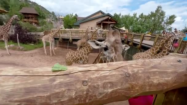 Colorado Springs Kolorado Usa Sierpnia 2022 Wystawa Żyrafy Cheyenne Mountain — Wideo stockowe