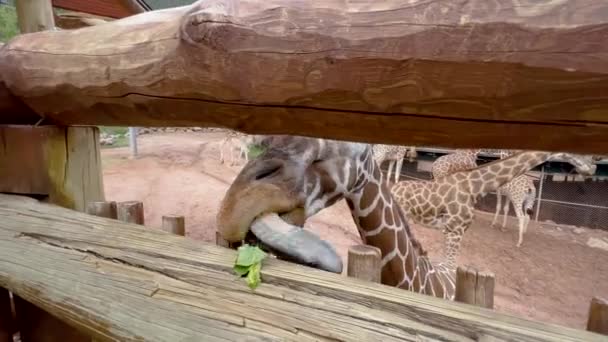 Colorado Springs Colorado Eua Agosto 2022 Exposição Girafa Zoológico Cheyenne — Vídeo de Stock