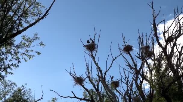 Ψηλά Στην Κορυφή Ενός Πανύψηλου Δέντρου Ένα Μεγάλο Μπλε Ήρωνα — Αρχείο Βίντεο