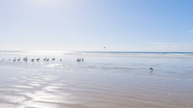 Pismo Sahili, kış günlerinde oldukça boş. Geniş kumlu sahili ve dalgaların rahatlatıcı sesleriyle huzurlu ve huzurlu bir atmosfer sunuyor..