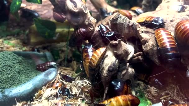 수족관에 바퀴벌레는 고풍스러운 동물원에서 전시됩니다 — 비디오