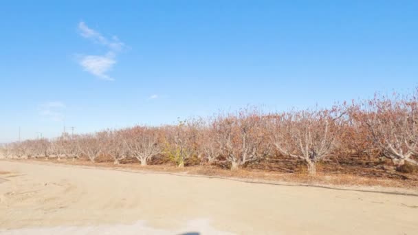 Fazenda Tangerine Califórnia Capturada Durante Meses Inverno Árvores São Estéreis — Vídeo de Stock