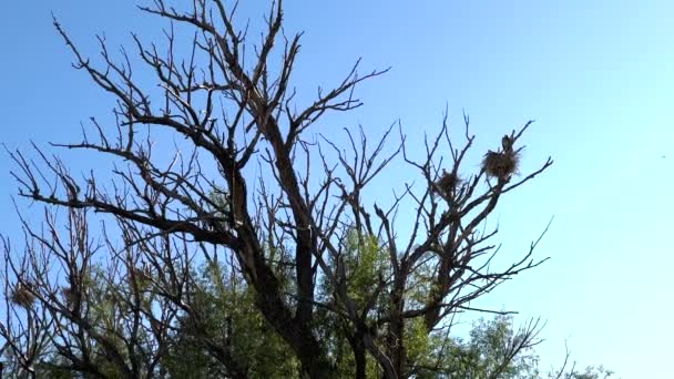 Высоко Вершине Возвышающегося Дерева Великая Голубая Цапля Изящно Гнездится Демонстрируя — стоковое видео