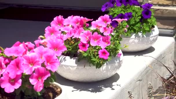 Adorning Front Porch Suburban House Low Planting Pots Display Beautiful — Stock Video