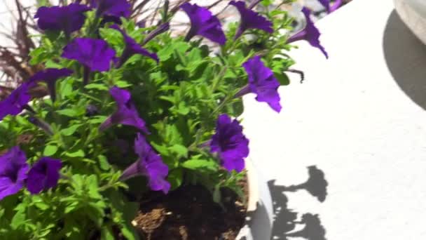 Nízké Květináče Zdobící Přední Verandu Předměstského Domu Zobrazují Krásné Uspořádání — Stock video