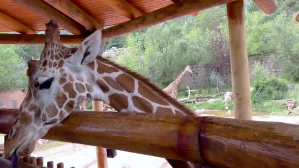Colorado Springs Colorado Eua Agosto 2022 Exposição Girafa Zoológico Cheyenne — Vídeo de Stock
