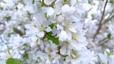 Canlı bir beyaz çiçek demeti, bir ağacın dallarından narin bir şekilde sarkan ve baharın gelişini taze, çiçeklerle gösteren bir çiçek demeti..