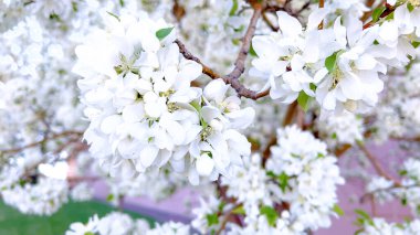 Canlı bir beyaz çiçek demeti, bir ağacın dallarından narin bir şekilde sarkan ve baharın gelişini taze, çiçeklerle gösteren bir çiçek demeti..