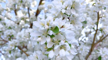 Canlı bir beyaz çiçek demeti, bir ağacın dallarından narin bir şekilde sarkan ve baharın gelişini taze, çiçeklerle gösteren bir çiçek demeti..