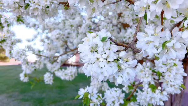 stock image A vibrant cluster of white blossoms is in full bloom, delicately hanging from the branches of a tree, signaling the arrival of spring with their fresh, floral display.