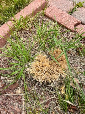 Kızıl patikaların sınırında bulunan ve taze yeşil çimlerle çevrili kışın hayatta kalamayan kurumuş bir süs çimeni. Ölü ve canlı bitkiler arasındaki zıtlık