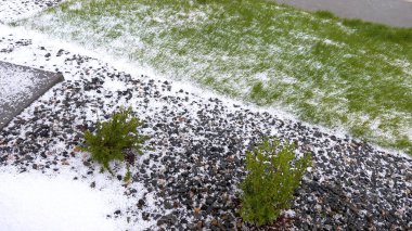 Çimenlik ve kayalık bir fırtına sonrası dolu örtüsü altında, yeşil çimenler ve buz tabakasından süzülen küçük çalılar. Beyaz dolu ve yeşillik arasındaki zıtlık...