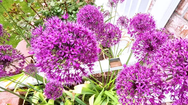 stock image A stunning close-up view of vibrant purple Allium flowers in full bloom within a garden bed. The lush green lawn and a wooden fence provide a beautiful backdrop, highlighting the flowers rich color