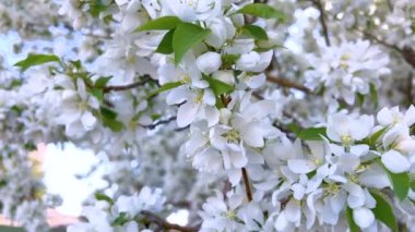 Bir ağacın dallarında yoğun bir şekilde toplanmış canlı beyaz çiçek görüntüsü, ilkbaharın taze çiçek açtığını gösteriyor, ayrıntılı bir şekilde kaydedilmiş..