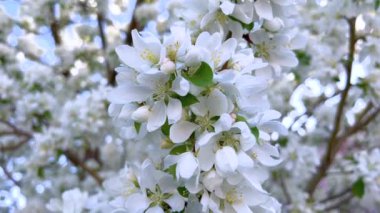 Bir ağacın dallarında yoğun bir şekilde toplanmış canlı beyaz çiçek görüntüsü, ilkbaharın taze çiçek açtığını gösteriyor, ayrıntılı bir şekilde kaydedilmiş..