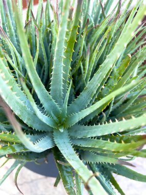 Canlı bir Aloe Vera bitkisinin yakından görüntüsü, uzun, sivri yapraklarını tırtıklı kenarlarıyla sergiliyor. Yaprakların karmaşık dokusu ve sağlıklı yeşil rengi bitkinin doğal rengini vurguluyor.