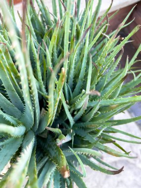 Canlı bir Aloe Vera bitkisinin yakından görüntüsü, uzun, sivri yapraklarını tırtıklı kenarlarıyla sergiliyor. Yaprakların karmaşık dokusu ve sağlıklı yeşil rengi bitkinin doğal rengini vurguluyor.