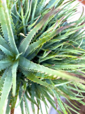 Canlı bir Aloe Vera bitkisinin yakından görüntüsü, uzun, sivri yapraklarını tırtıklı kenarlarıyla sergiliyor. Yaprakların karmaşık dokusu ve sağlıklı yeşil rengi bitkinin doğal rengini vurguluyor.