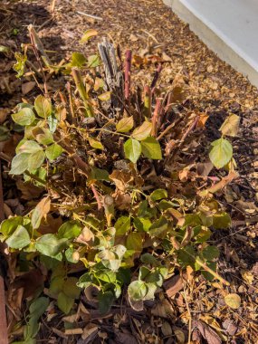 Yükseltilmiş bir tuğla ekicinin içindeki budanmış bir gül çalısı, gübre ve kurumuş yapraklarla çevrili. Kenar mahallelerin arka bahçelerinde mevsimlik bahçe bakımının bir parçası olarak yeni yeşil büyüme görülebilir.