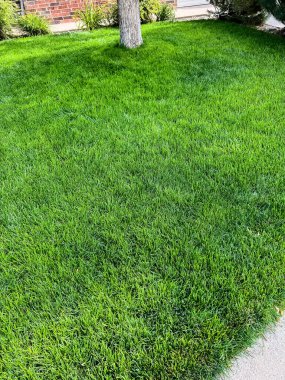 Ortasında dekoratif kayalar ve beton bir patikayla çevrili bir ağaç bulunan canlı ve düzgün bir şekilde korunmuş yeşil bir çim. Huzurlu bir bahçe manzarası Sağlıklı otlar ve temiz bir yer