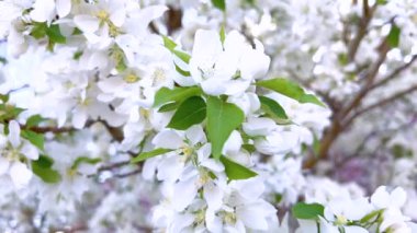 Bir ağacın dallarında yoğun bir şekilde toplanmış canlı beyaz çiçek görüntüsü, ilkbaharın taze çiçek açtığını gösteriyor, ayrıntılı bir şekilde kaydedilmiş..