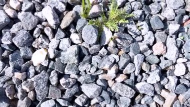 Bu görüntü doğanın dayanıklılığını yakalar, evlerin ön bahçesindeki gri çakıl taşlarından oluşan bir yatağın içinden çıkan yeşil otları gösterir, manzaralı elementlerle vahşi büyümeyi harmanlarlar..