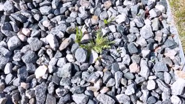 Bu görüntü doğanın dayanıklılığını yakalar, evlerin ön bahçesindeki gri çakıl taşlarından oluşan bir yatağın içinden çıkan yeşil otları gösterir, manzaralı elementlerle vahşi büyümeyi harmanlarlar..