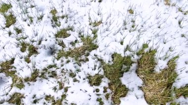 Baharın başında ince bir kar tabakası, mevsimsel geçişi gösteren yeşil yapraklarla benekli bir çimenliği kaplıyor..