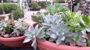 Büyük pembe bir kabın içine yerleştirilmiş yeşil ve gümüş sulandırıcı çeşitliliği. Arka planda bahçe malzemeleri ve bir bitki dükkanının dış dekorasyonu yer alıyor..