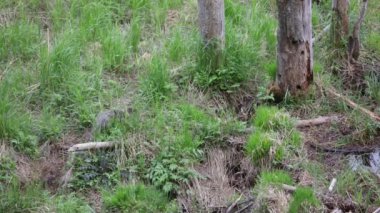 Beaver walking and sniffing on grass in the forest. Wild animal in the wilderness in Norway, Europe.