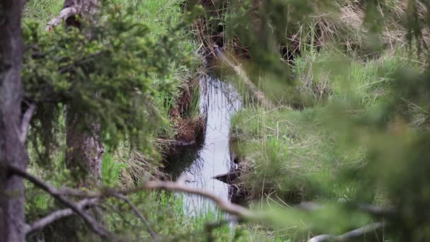 Beaver Swimming Camera Narrow Smalll Creek Forest Swims Frame Out — Vídeos de Stock
