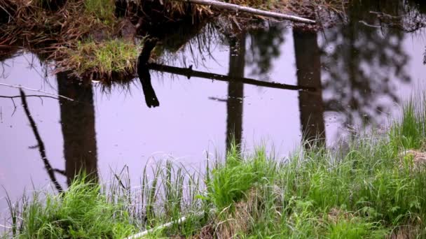 Small Fish Jump Small Forest Pond Making Ripples Reflections Tranquil — Stok video