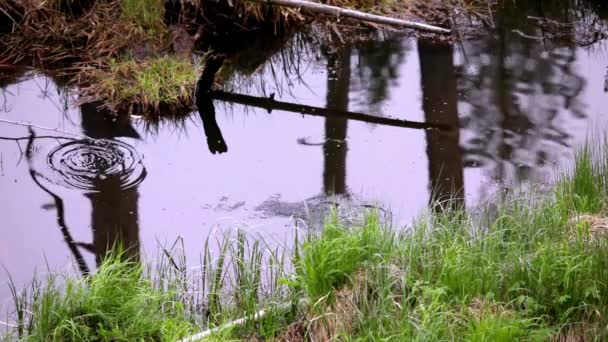 小鱼在森林的小池塘里跳跃 在平静的水面上发出涟漪和倒影 — 图库视频影像