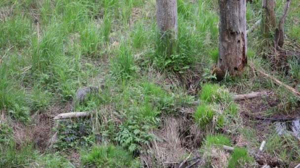 Beaver Walking Sniffing Grass Forest Wild Animal Wilderness Norway Europe — Video Stock