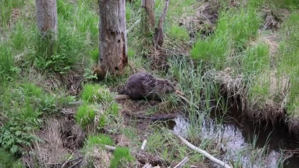Beaver Walking Water Swimming Away Pond Forest Wild Animal Wilderness — Stockvideo