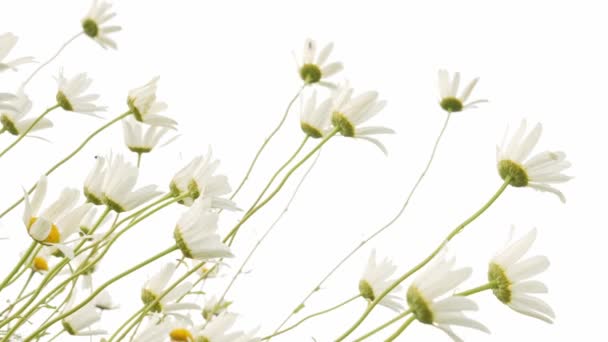 Heřmánek Květiny Izolované Bílém — Stock video