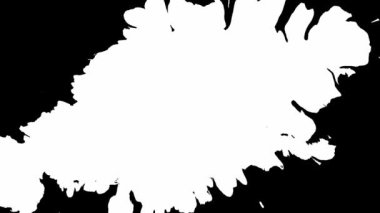 Siyah Arkaplanda Mürekkep Düşüyor 4k Görüntü Mürekkep Görüntüsü Geçiş Beyaz Mürekkep Damlaları Siyah Arkaplanda Düşüyor