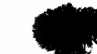 Siyah Arkaplanda Mürekkep Düşüyor 4k Görüntü Mürekkep Görüntüsü Geçiş Beyaz Mürekkep Damlaları Siyah Arkaplanda Düşüyor