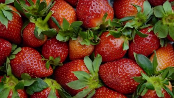 Fresas Orgánicas Frescas Arbustos Fresa Cerca Cosecha Fresas Jugosas Rojas — Vídeos de Stock